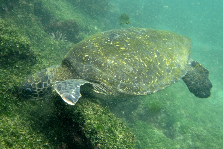 galapagos